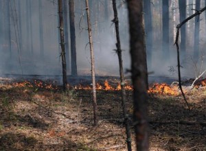 Лесопожарные службы потушили 33 природных пожара в России за сутки