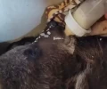 Найденного в лесу собакой истощенного медвежонка выхаживают в Иркутской зоогалерее