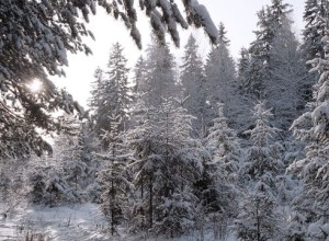 В некоторых регионах можно срубить елку в лесу за плату