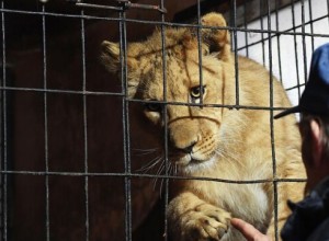 В Паттайе хозяйке львенка грозит тюрьма после поездки животного в кабриолете