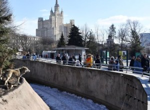 Капибары становятся любимцами многих посетителей Московского зоопарка