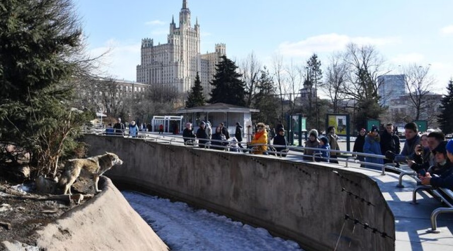 Капибары становятся любимцами многих посетителей Московского зоопарка