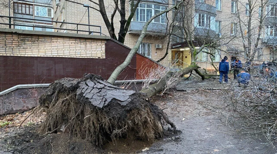 В Москве четыре человека пострадали при падении деревьев из-за мощного циклона