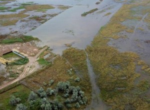 Дачи от половодья можно уберечь растениями с сильными корнями