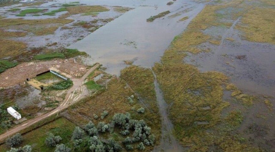 Дачи от половодья можно уберечь растениями с сильными корнями