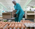 В РФ впервые с конца июня прошлого года подешевели куриные яйца