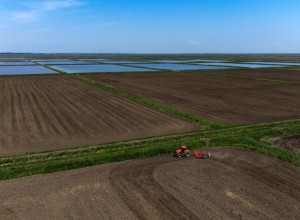 Краснодарский край к 2030 году планирует нарастить объемы производства риса более чем в 1,8 раза