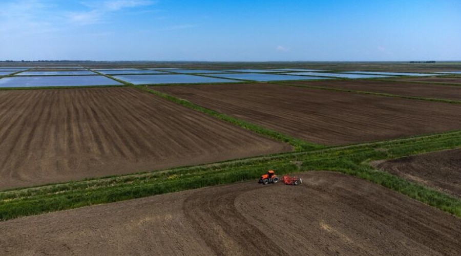 Краснодарский край к 2030 году планирует нарастить объемы производства риса более чем в 1,8 раза