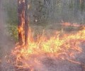 Сухие грозы стали чаще приходить в леса Мурманской области