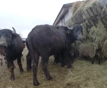 Экологически чистые продукты с фермы на прилавках магазина в Звенигороде