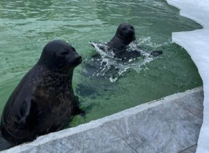 В Петербурге нерпы Крошик и Шлиссик перешли в уличные бассейны из-за потепления