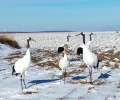 В Приамурье японские журавли готовятся к перелету на юг