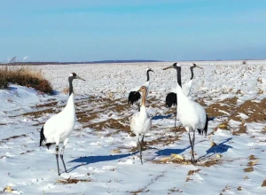 В Приамурье японские журавли готовятся к перелету на юг