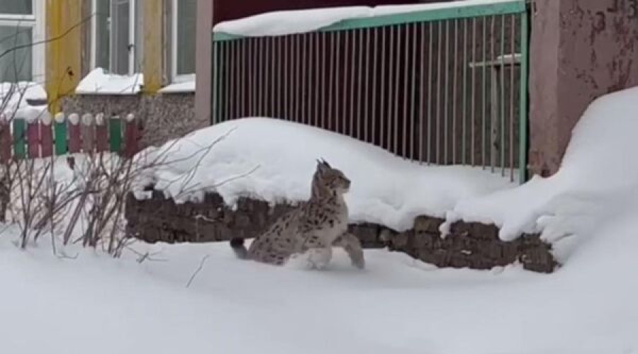 В Череповце специалисты поймали рысь, которая забралась на территорию детсада