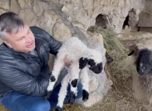 В зоопарке крымского Бахчисарайского парка миниатюр родился барашек Шон