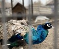 Первые птенцы павлина появились на свет в парке Живые алмазы Якутии
