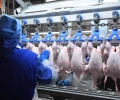 Правительство отменило на 2024 год пошлины на ввоз замороженного мяса кур