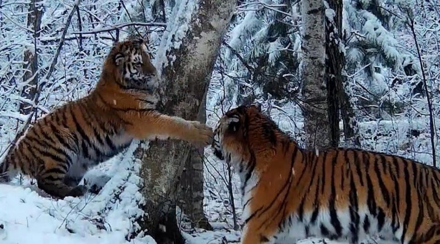 В Приморье фотоловушка зафиксировала игры амурской тигрицы и ее котенка