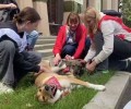 На ВДНХ на выставку-пристройство привезли 12 кошек и 13 собак из двух приютов