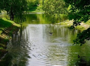 В Зеленограде начали реабилитацию пруда Быково Болото