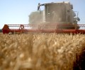 Пострадавшим от заморозков калининградским аграриям выделят более 35 млн руб