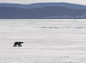 Скандинавские страны опровергли слова Трампа о судах РФ и КНР у Гренландии