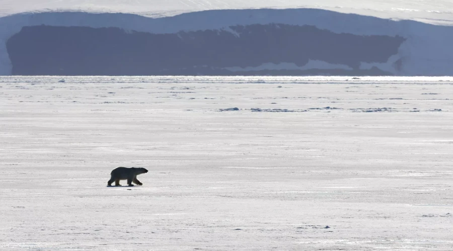 Скандинавские страны опровергли слова Трампа о судах РФ и КНР у Гренландии