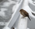 В Москве и области объявили желтый уровень погодной опасности из-за гололедицы