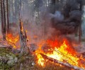 В Мурманской области введены ограничения пребывания граждан в лесах и въезда в них транспортных средств, проведении в лесах определенных видов работ в целях обеспечения пожарной безопасности в лесах 