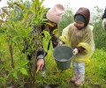 В Мурманской области в рамках международной акции «Сад памяти» высажено более 16 тысяч деревьев и кустарников
