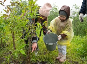 В Мурманской области в рамках международной акции «Сад памяти» высажено более 16 тысяч деревьев и кустарников