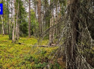 Особый противопожарный режим ввели в Апатитах