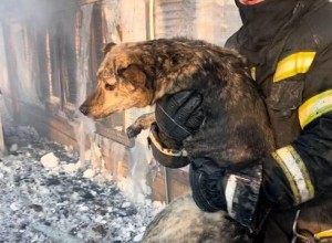 В Южно-Сахалинске потушили пожар в приюте для животных, погибла одна кошка