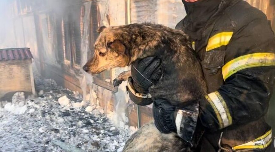 В Южно-Сахалинске потушили пожар в приюте для животных, погибла одна кошка