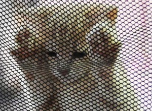 В ГД предложили создать единый короткий номер для вызова экстренной ветпомощи