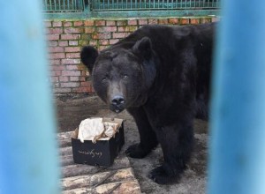 Животные из Московского зоопарка выходят из зимней спячки