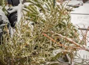 Жители Одинцовского округа смогут сдать елки на переработку