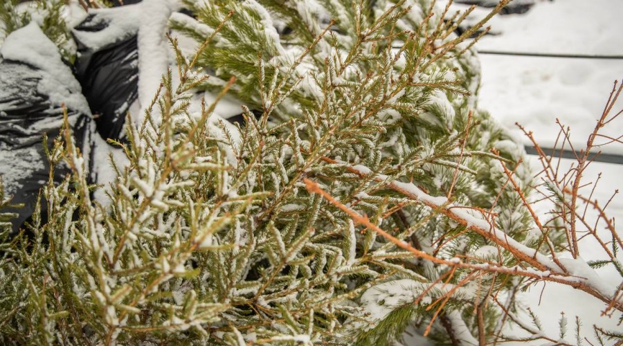 Жители Одинцовского округа смогут сдать елки на переработку