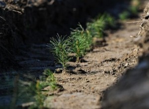 Татарстан планирует восстановить лес
