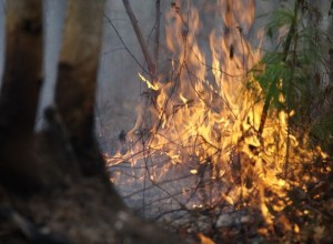 Осипов отменил режим ЧС в Забайкалье из-за природных пожаров