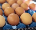 Сколько яиц можно есть в день без вреда для здоровья
