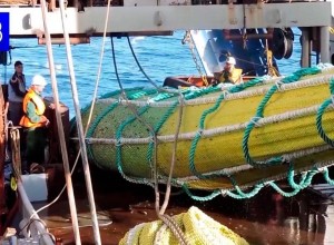 Промысловики Северного бассейна добыли почти 193 тыс. тонн рыбы с начала 2025 года