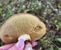 Откуда взялись нетипичные грибы в подмосковных лесах