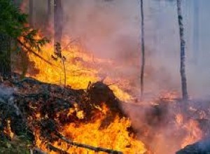 Лесные пожары – под контролем. Авиалесоохрана проводит ежедневные патрули над Мурманской областью