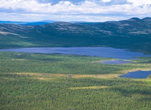 В Мурманской области утверждены лимиты и квоты на добычу лося на территории общедоступных и закреплённых охотничьих угодий региона