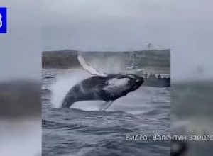 Эффектный прыжок горбатого кита у берегов Териберки попал на видео