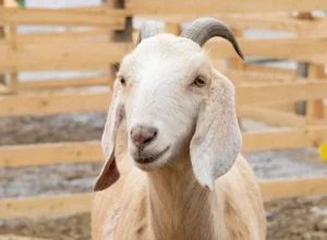 Коза Бусинка с Городской фермы на ВДНХ должна родить в апреле