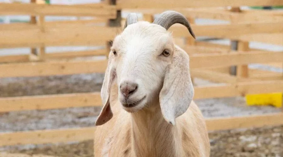 Коза Бусинка с Городской фермы на ВДНХ должна родить в апреле