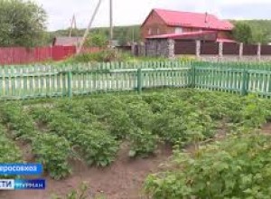 Битву за урожай ведут огородники Мурманской области