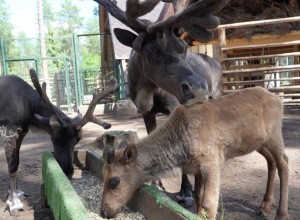 В вотчине Деда Мороза в Великом Устюге родились два северных олененка